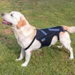 Ficopets orthopaedic Dog Back Brace