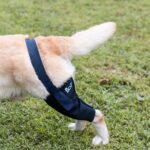 ficopets knee surgery brace for dogs