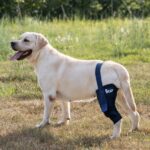 ficopets Stifle joint brace