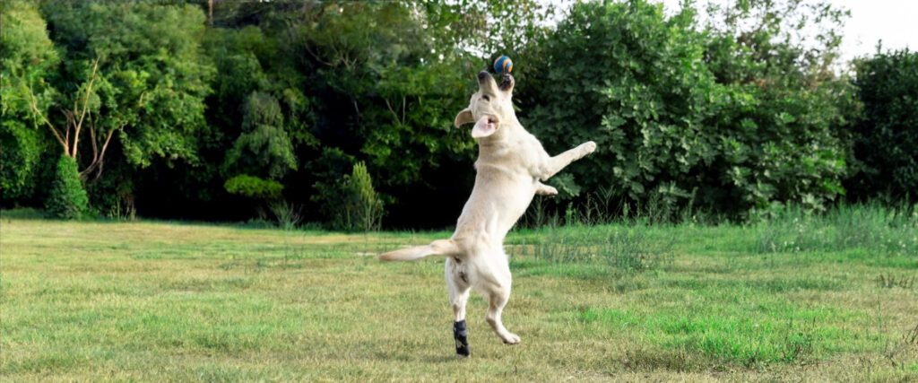 ficopets orthopaedic braces for dogs