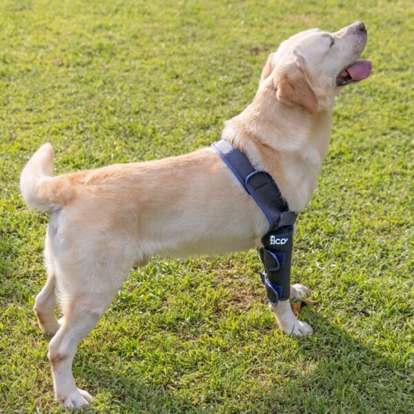 ficopets orthopedic elbow brace for dogs