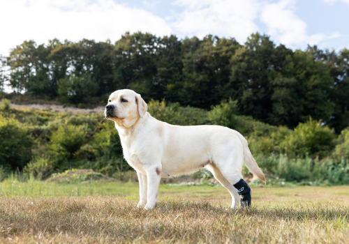 how hock braces enhance mobility in dogs with joint pain and sprains fico pets