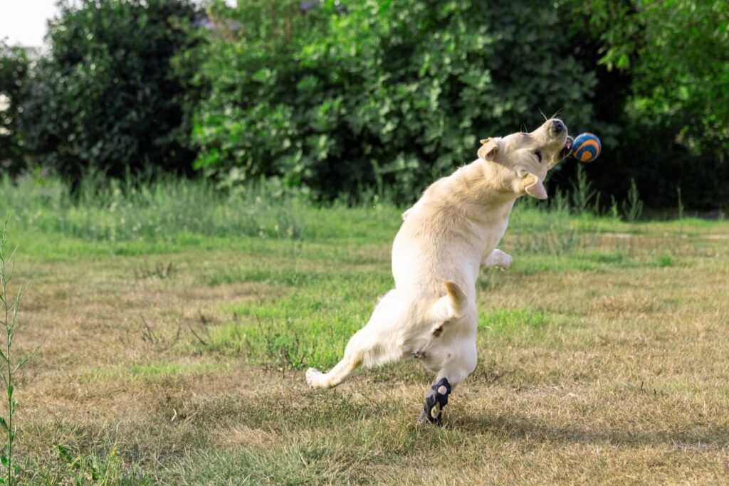 ficopets hock brace