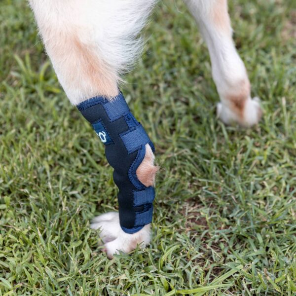 ficopets hock joint brace for dogs