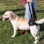 Ficopets canine hip dysplasia rehabilitation