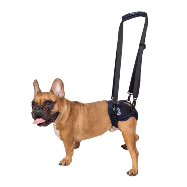 Ficopets post surgery hip brace for dogs