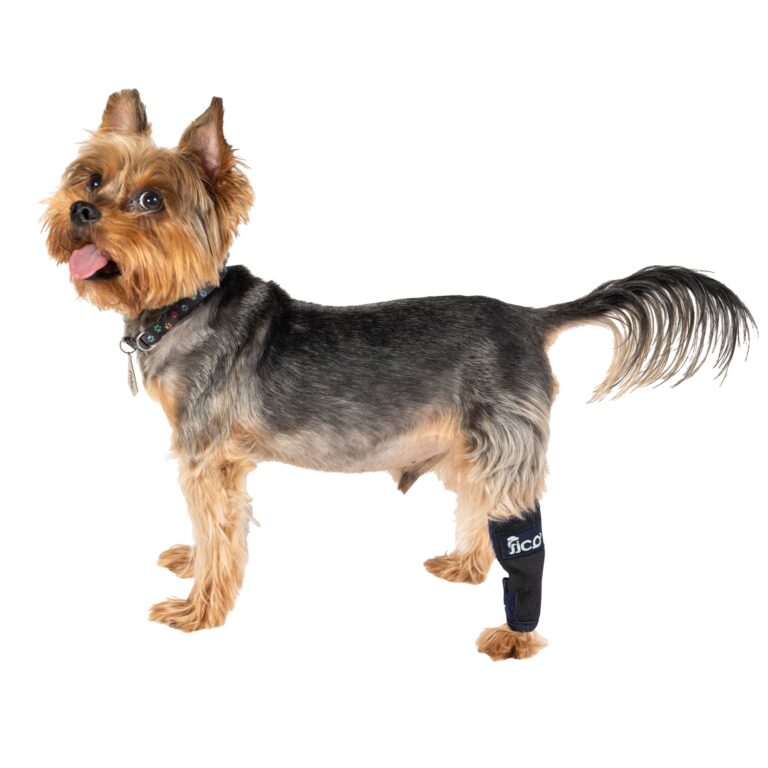 ficopets hock joint brace for dogs