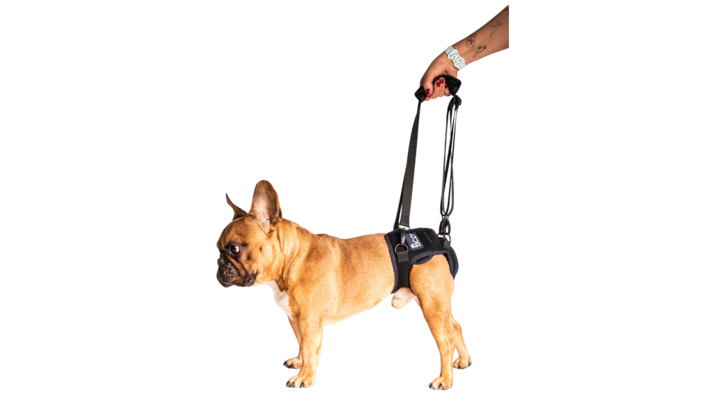 top 6 orthopedic problems in pets: symptoms, causes, and treatments fico pets