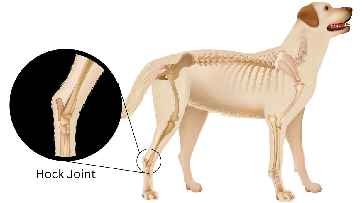 hock joint