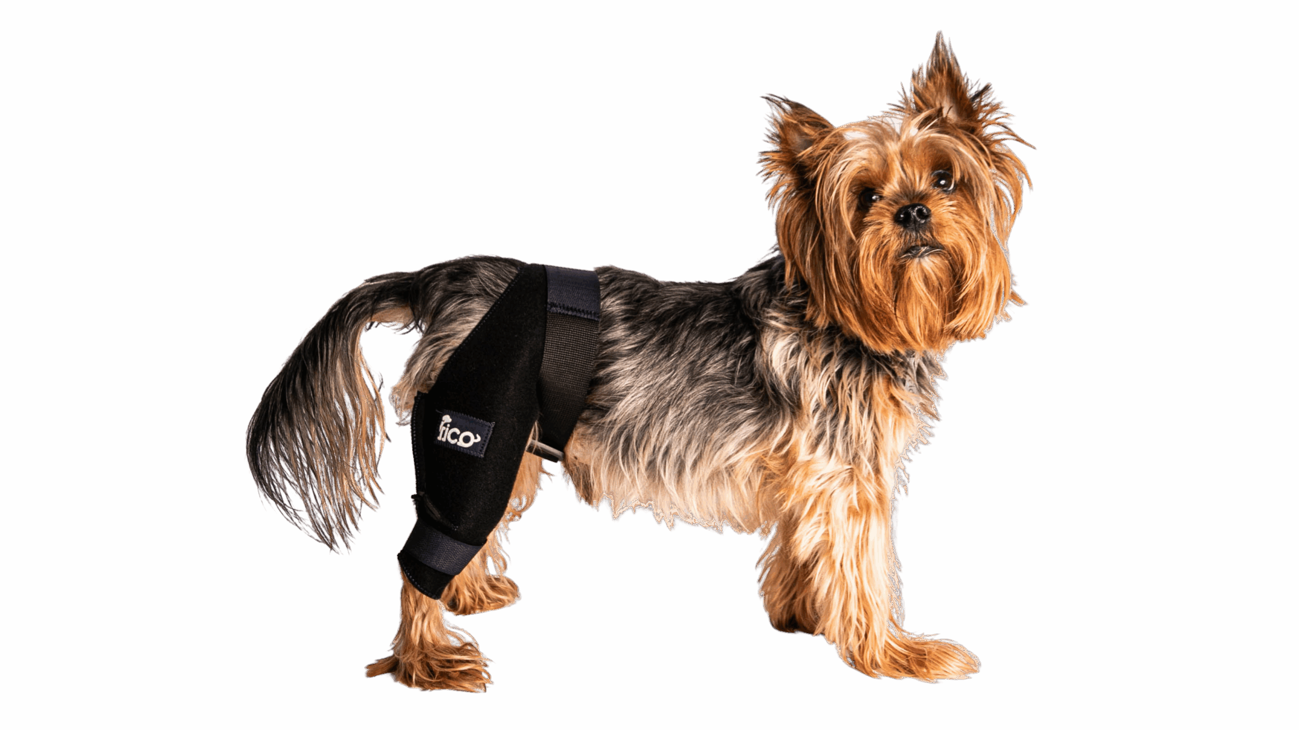 top 6 orthopedic problems in pets: symptoms, causes, and treatments fico pets